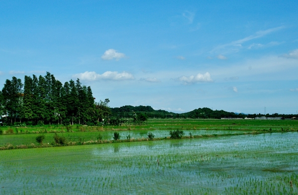 田園風(fēng)光圖片
