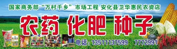 蘆葦圖片