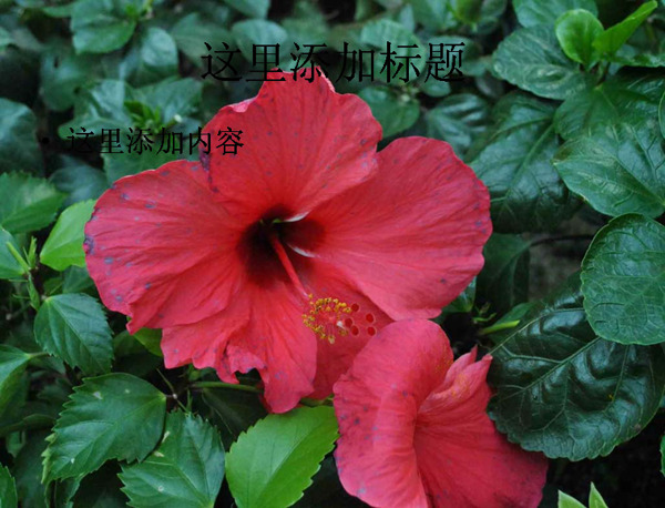 朱槿花高清電腦PPT3