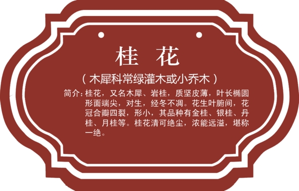桂花圖片
