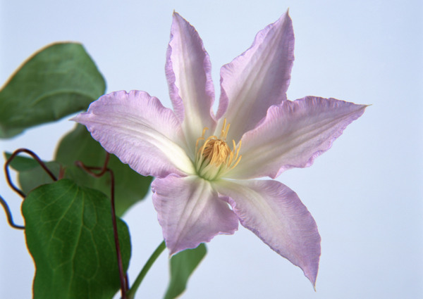 花卉特寫圖片素材下載