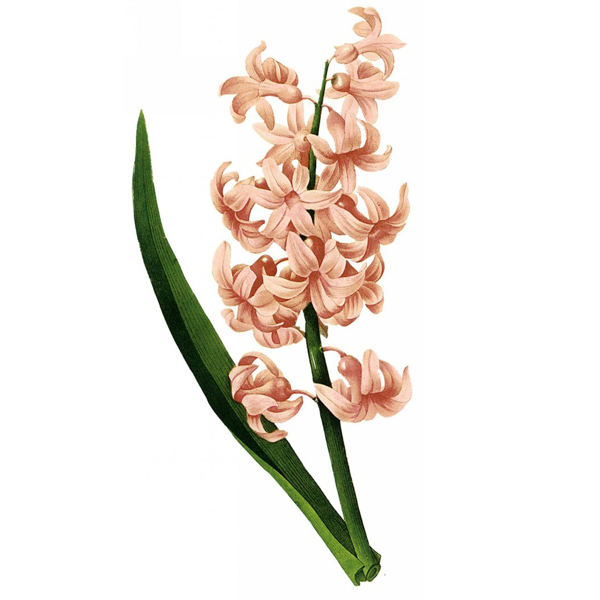 位圖寫實(shí)花卉藝術(shù)效果水彩花卉免費(fèi)素材