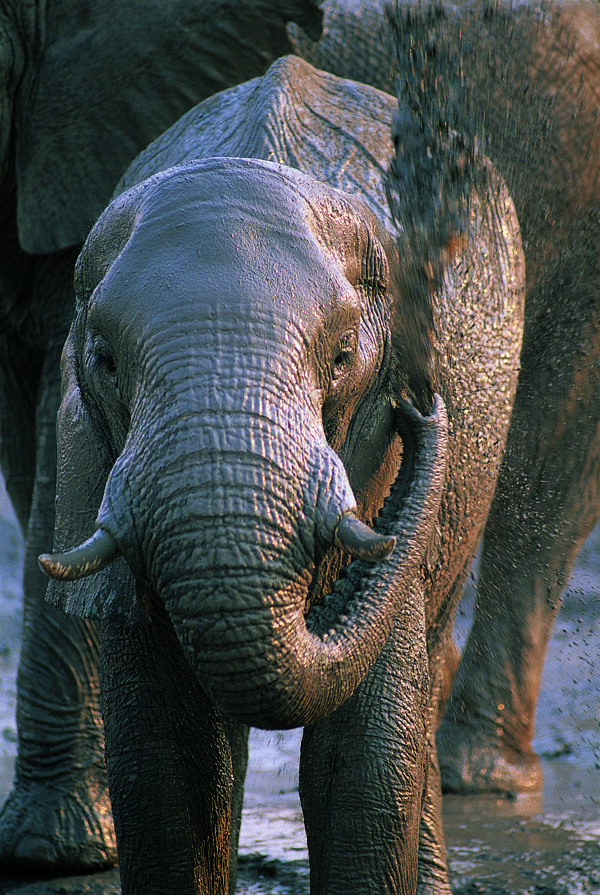 大象摄影图片