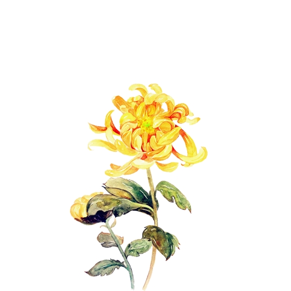 手繪菊花插畫