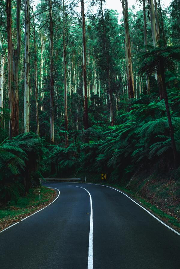 森林公路