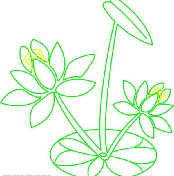 荷花圖片