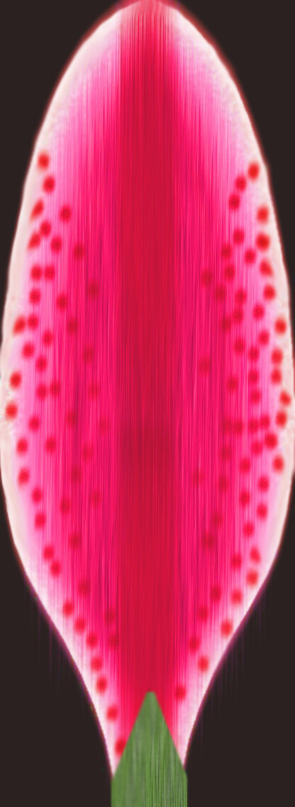 紅色香水百合花瓶高模03