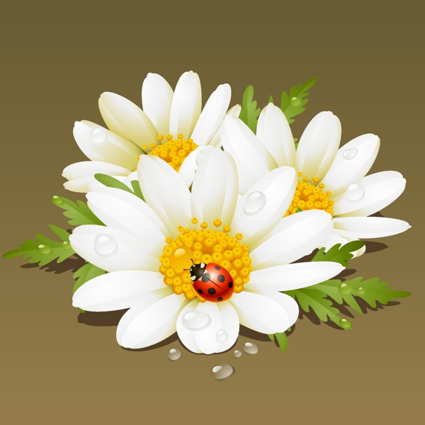 清新白色雛菊插畫(huà)