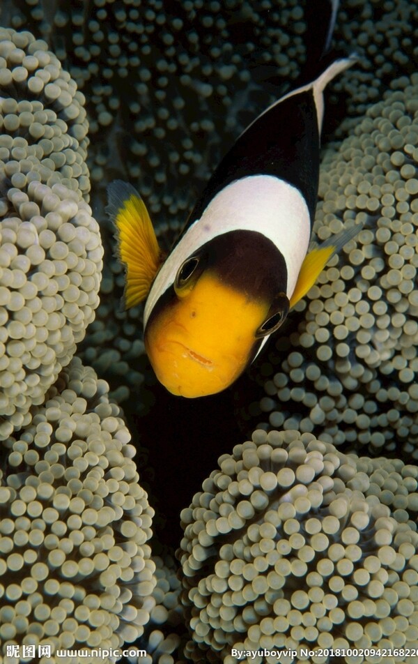 海底世界小丑鱼