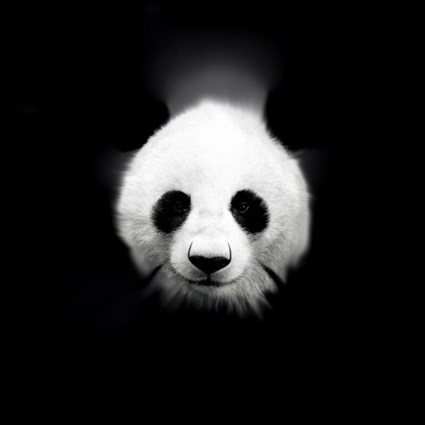 位圖插畫時(shí)尚插畫動(dòng)物插畫藝術(shù)效果免費(fèi)素材