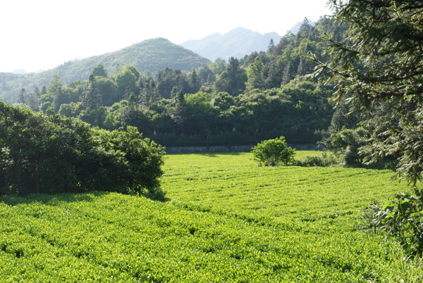 绿色山间茶园风景图片