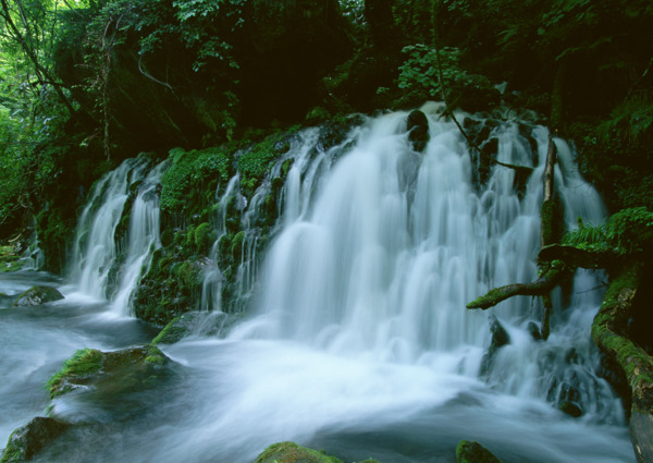 樹植物水風(fēng)景