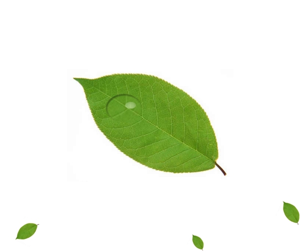 樹(shù)葉露珠