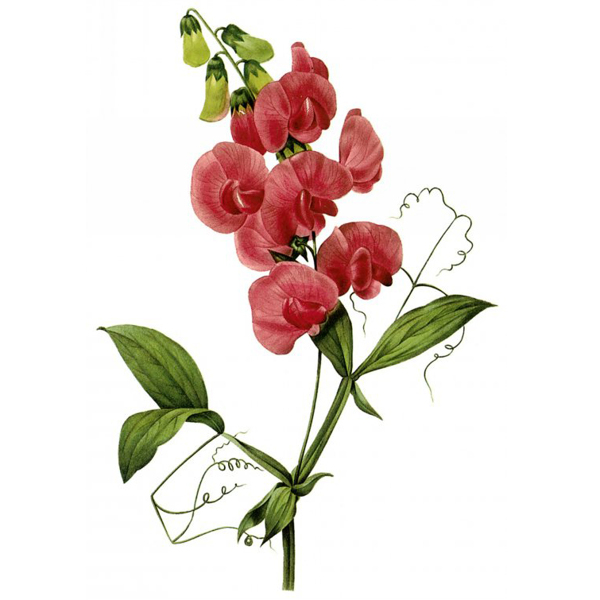 位圖藝術(shù)效果水彩花卉免費(fèi)素材