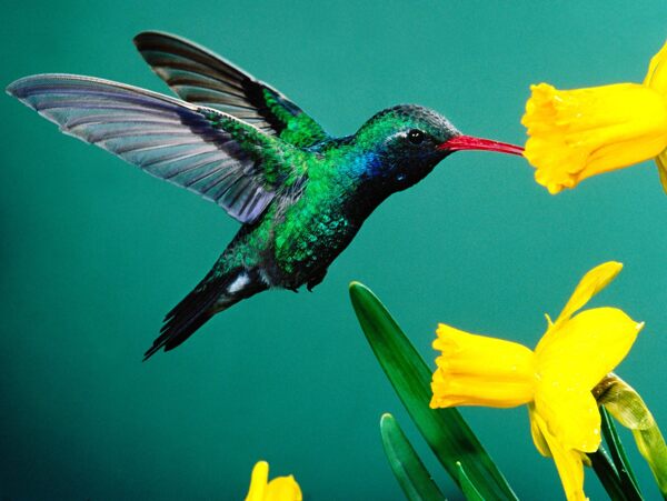 花鳥生物