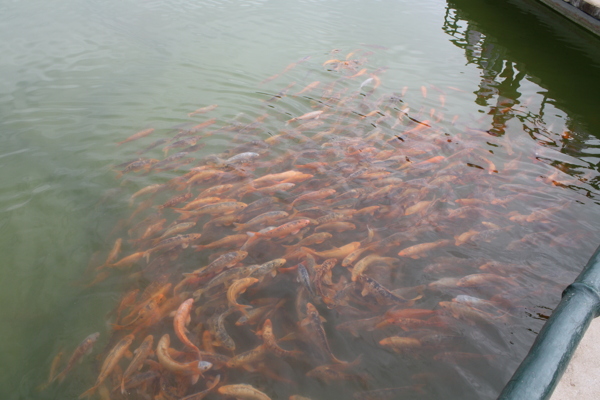 觀賞魚群圖片