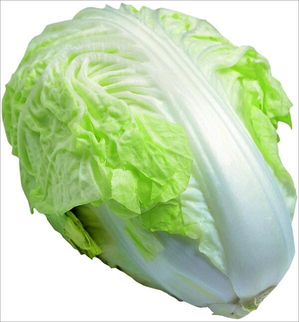 大白菜