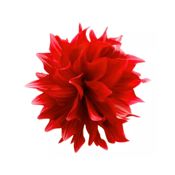 時尚紅花