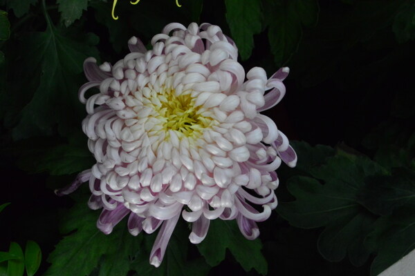 菊花