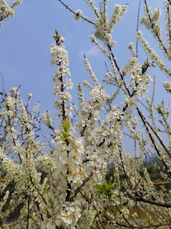 梨花