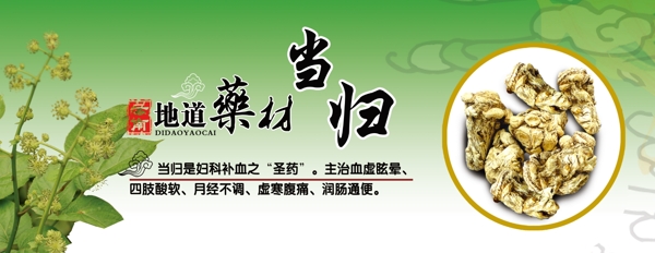 當(dāng)歸圖片