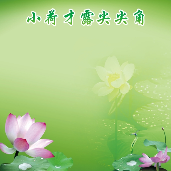 荷花綠色背景圖片