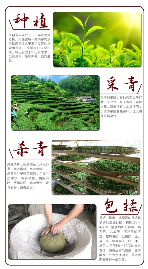制茶工藝圖片