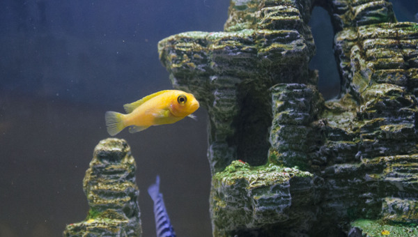 熱帶魚圖片