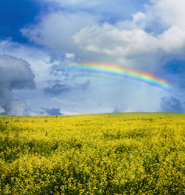 油菜花上空的彩虹图片