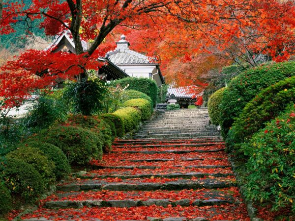 京都秋葉圖片