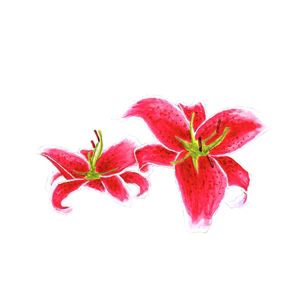 位圖植物寫(xiě)意花卉花朵百合免費(fèi)素材