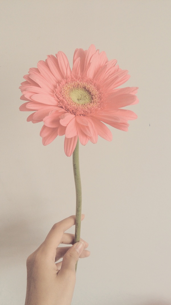太陽花圖片
