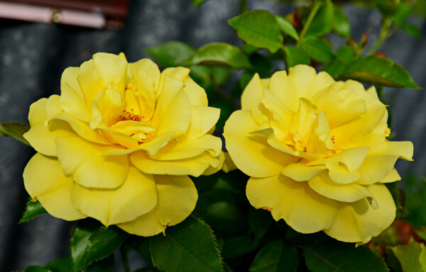 位圖植物攝影寫(xiě)實(shí)花卉花朵數(shù)碼照片免費(fèi)素材