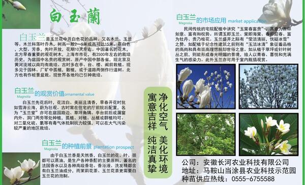 白玉蘭展板圖片