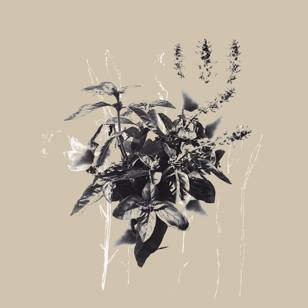 印花矢量圖植物花朵家紡女裝免費(fèi)素材