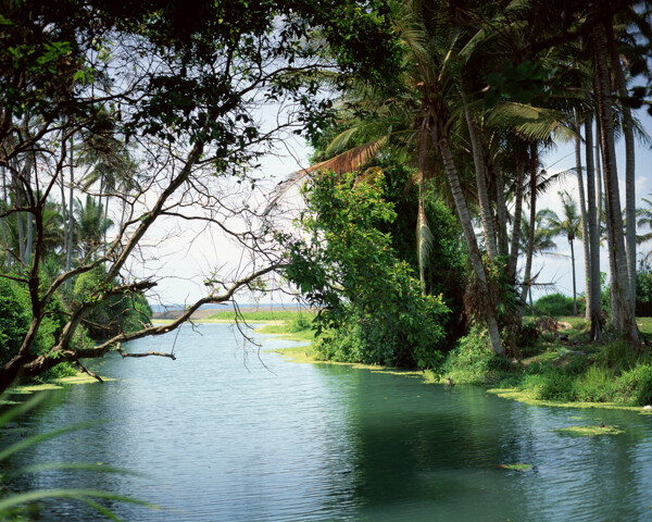 樹植物水風(fēng)景