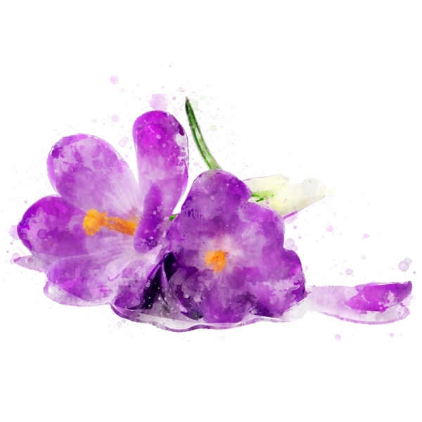 抽象手绘紫色花卉水彩元素