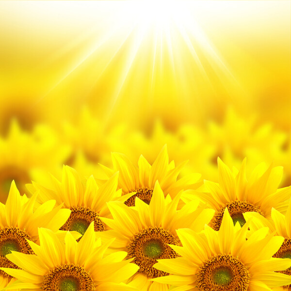 沐浴阳光的葵花背景图片