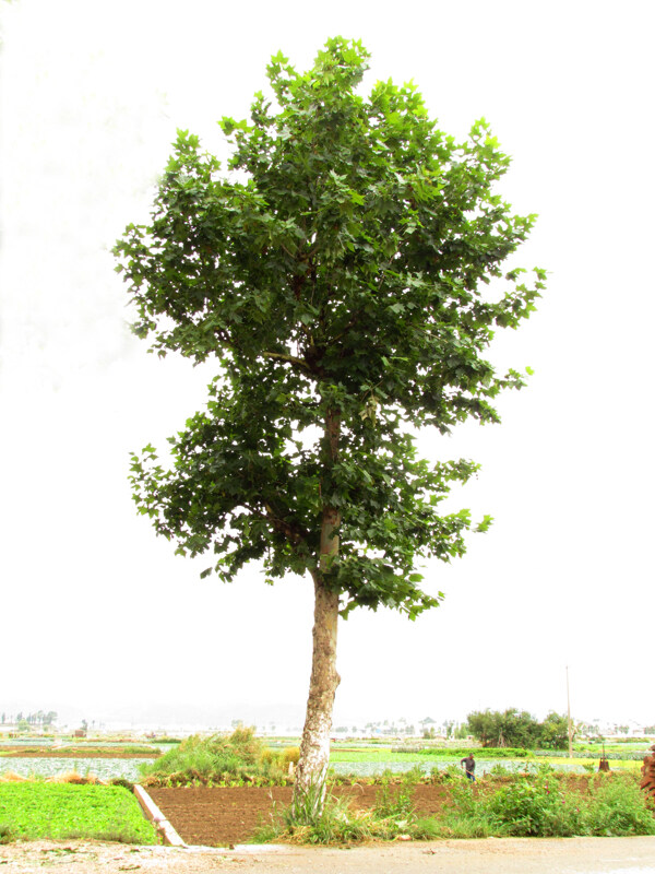 梧桐樹圖片