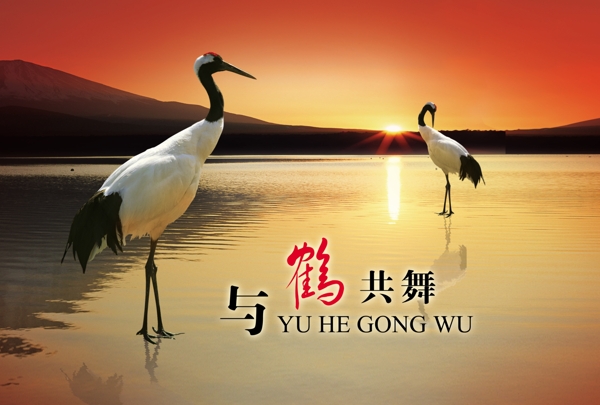 與鶴共舞