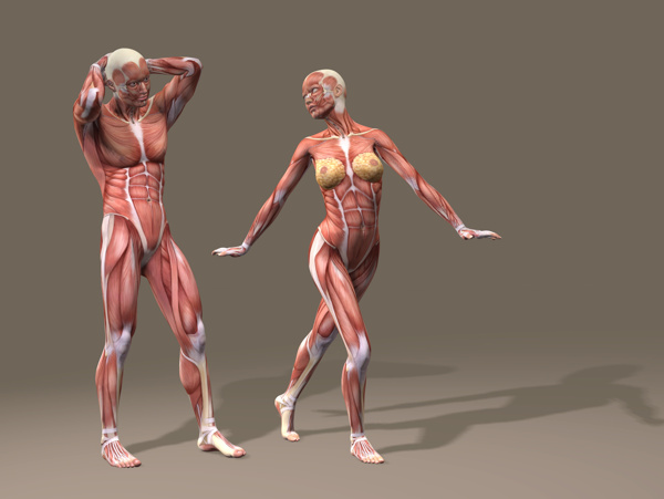 男性和女性肌肉组织图片