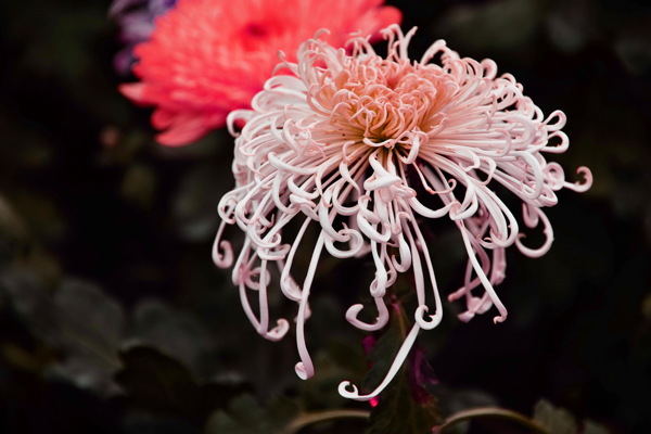 秋菊