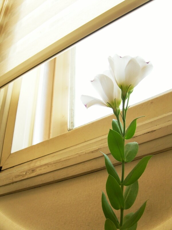 花圖片