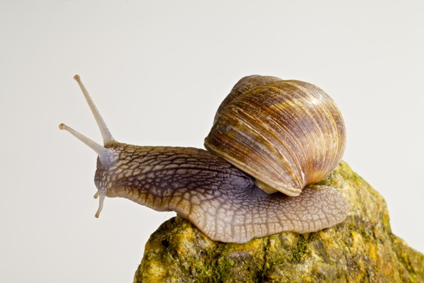 石头上的蜗牛图片