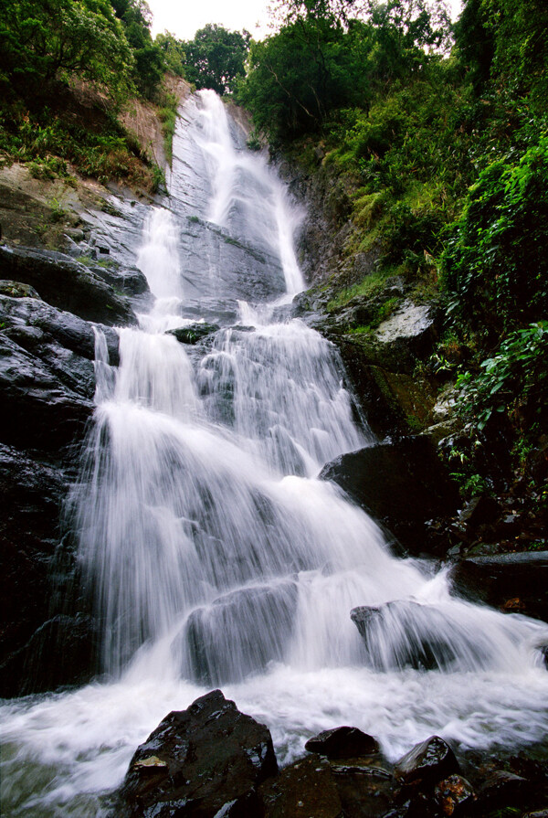 樹植物水風(fēng)景