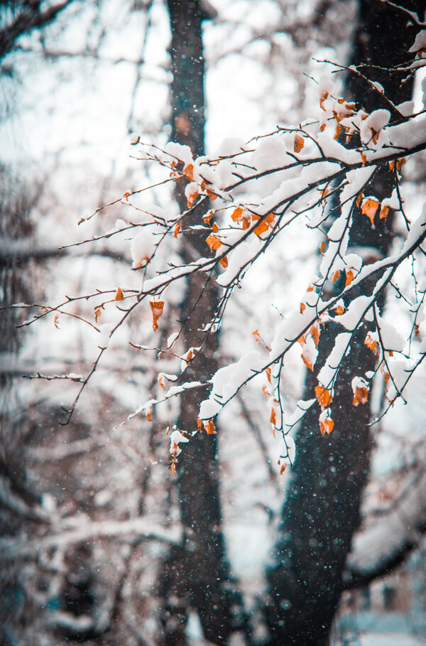 雪景