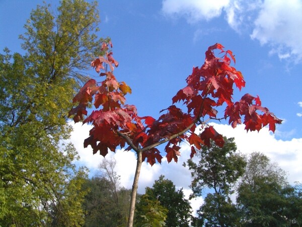 秋天红叶树木