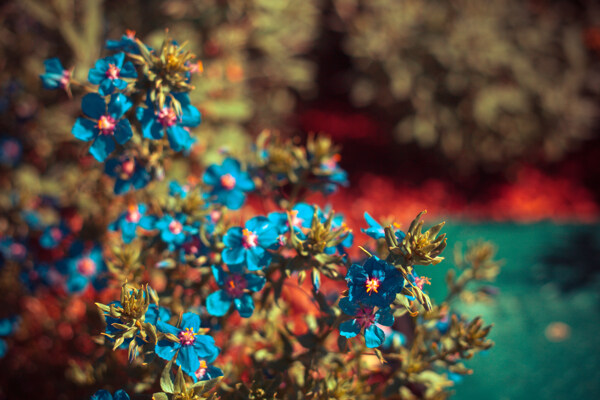美丽花卉摄影图片