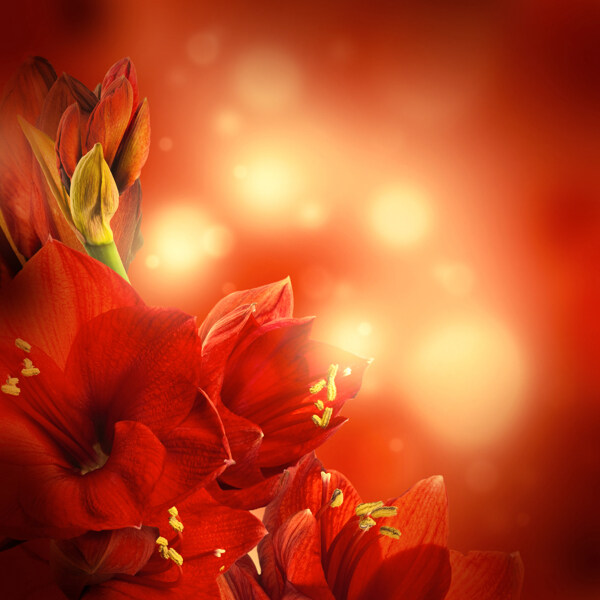 红色盛开的鲜花图片