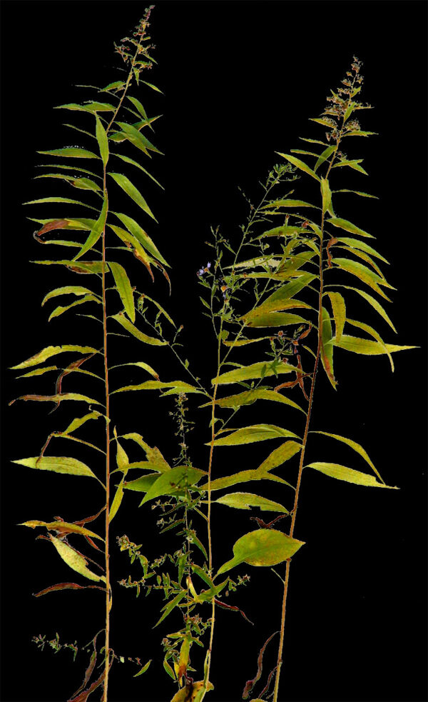 植物貼圖素材JPG0982